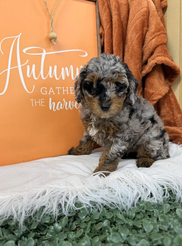 [#261811-02] Black Merle F Poodle Mini Puppies For Sale