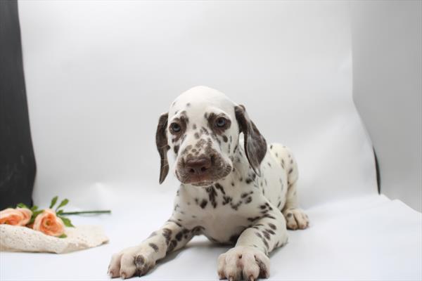 [#261686-03] Liver / White M Dalmatian Puppies For Sale