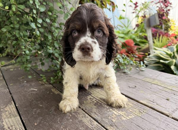 [#261881-02] Chocolate / White M Cocker Spaniel Puppies For Sale