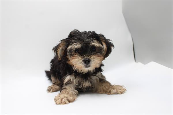 [#261735-04] Black / Tan F Morkie Puppies For Sale