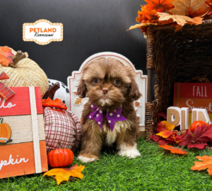Shih Tzu – 33268