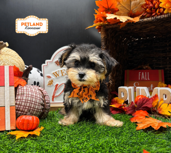 [#261735-04] Black / Tan F Morkie Puppies For Sale