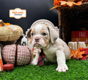 Petland Kennesaw, Georgia Victorian Bulldog puppy available