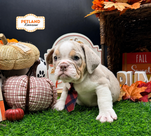 [#261959-01] Lilac Merle M Victorian Bulldog Puppies For Sale
