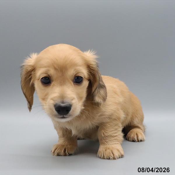 [#26508-02] Cream M Dachshund Puppies For Sale