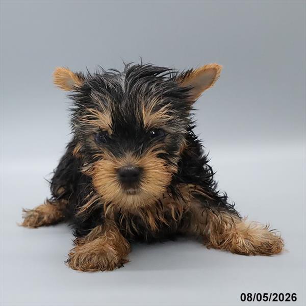 [#26520-02] Black / Tan M Yorkshire Terrier Puppies For Sale