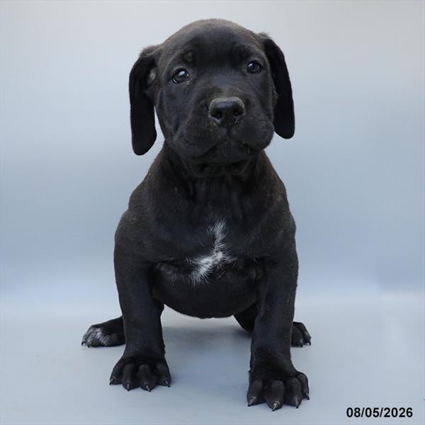 [#26554-10] Black Brindle F Cane Corso Puppies For Sale
