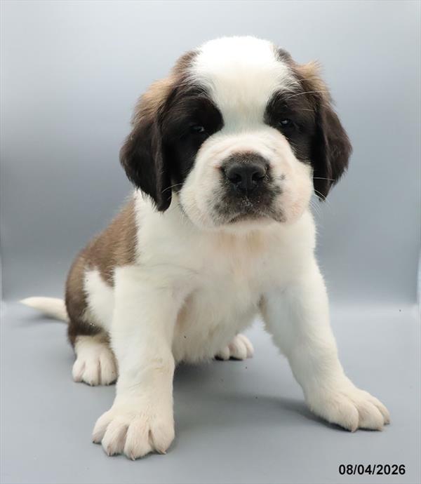 [#26584-03] Mahogany / White M Saint Bernard Puppies For Sale