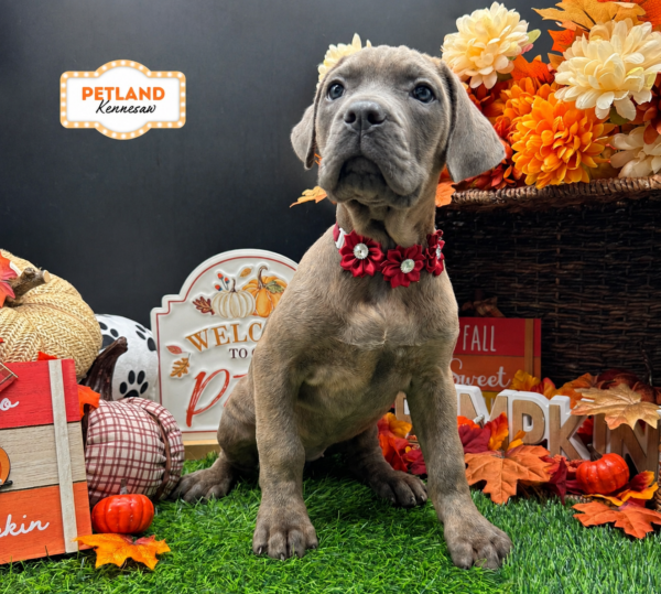 [#N10589] Blue Brindle F Cane Corso Puppies For Sale