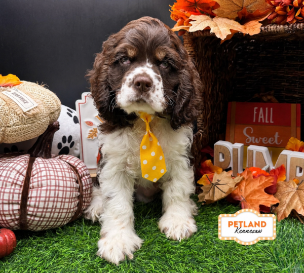 [#261881-02] Chocolate / White M Cocker Spaniel Puppies For Sale