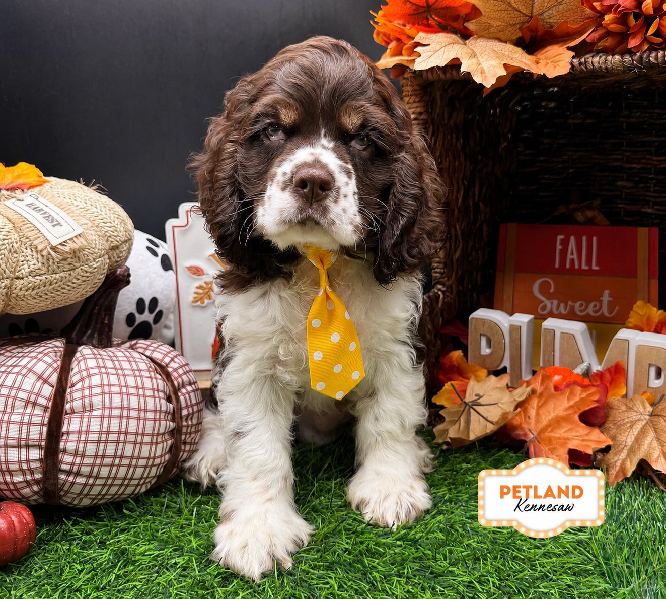 Cocker Spaniel in Marietta, GA