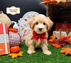 Maltipoo – 33266