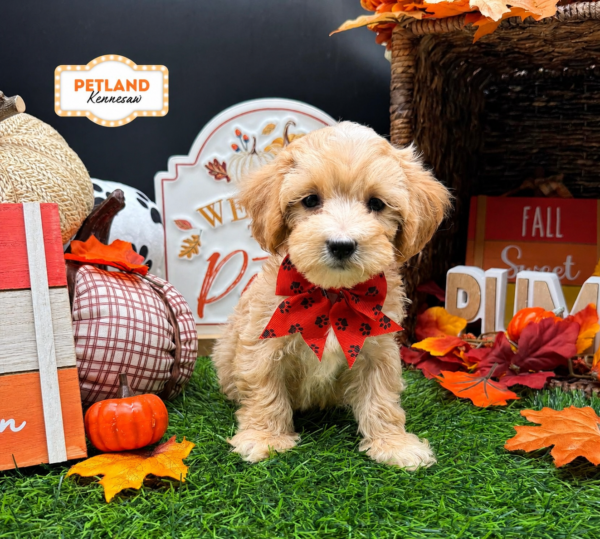 [#261553-06] Cream F Maltipoo Puppies For Sale
