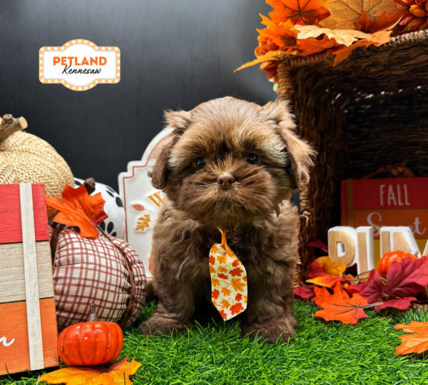 [#261540-04] Brown / White M Shih Tzu Puppies For Sale