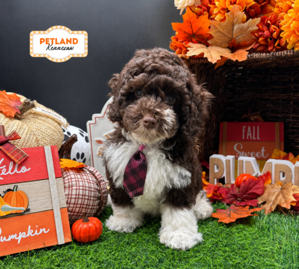 [#26247-02] Chocolate / White M Labradoodle Mini Puppies For Sale