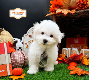 Petland Kennesaw, Georgia Bichon Frise puppy available