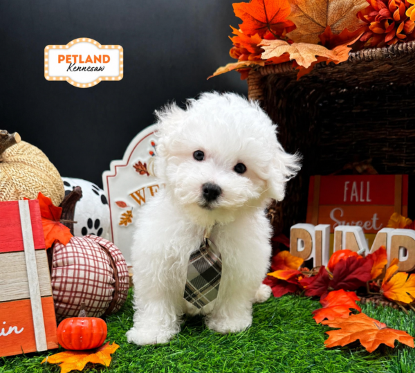 [#N08396] White M Bichon Frise Puppies For Sale