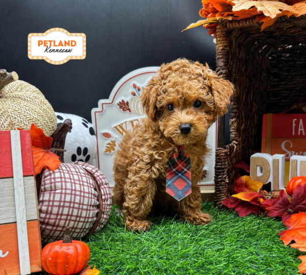 [#261812-03] Red M Poodle Mini Puppies For Sale