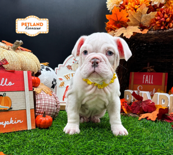 [#261960-04] Lilac Merle F Beabull Puppies For Sale