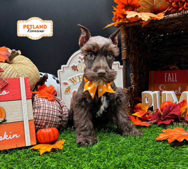 [#261640-04] Chocolate F Miniature Schnauzer Puppies For Sale
