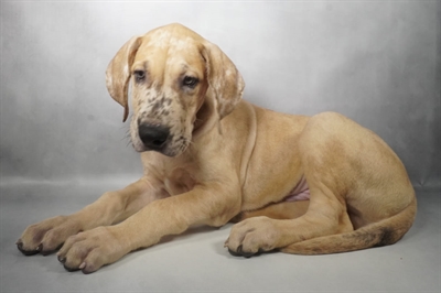 [#N07680] Fawn M Great Dane Puppies For Sale