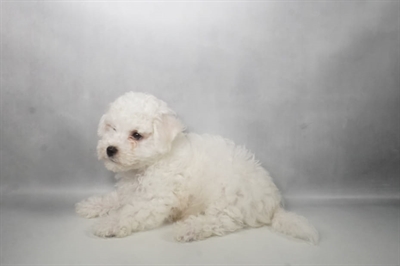 [#N08396] White M Bichon Frise Puppies For Sale