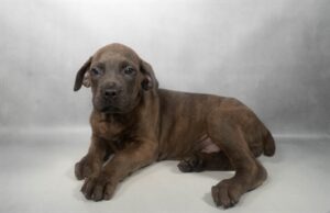 Petland Kennesaw, Georgia Cane Corso puppy available