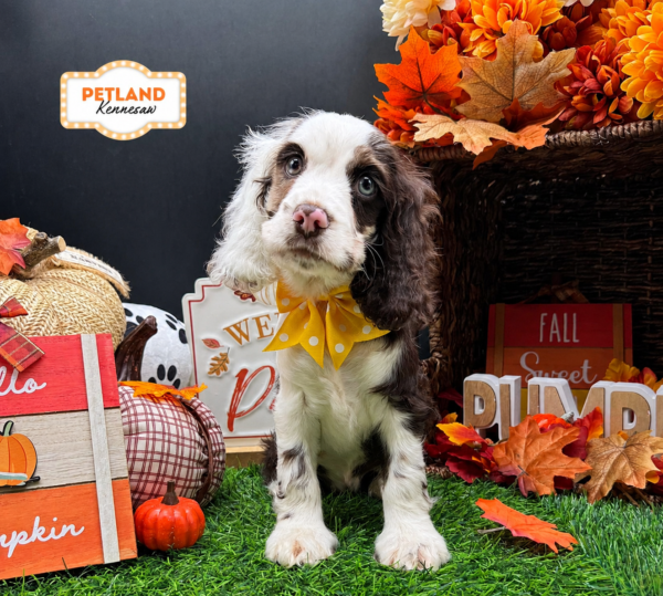 [#261917-05] Merle F Cocker Spaniel Puppies For Sale