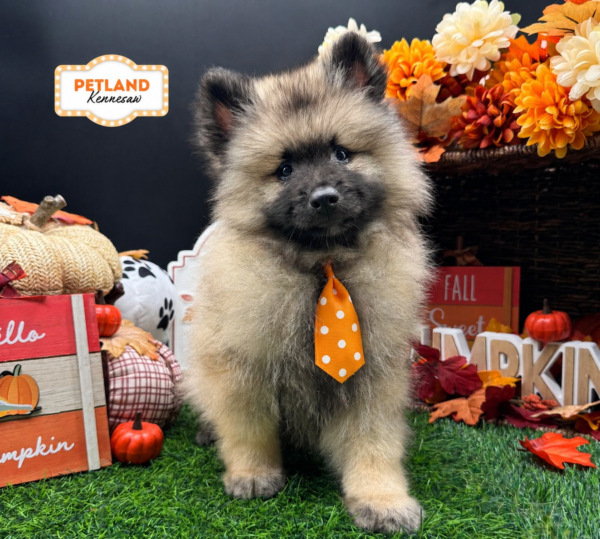 [#262212-02] Gray Cream / Black M Keeshond Puppies For Sale