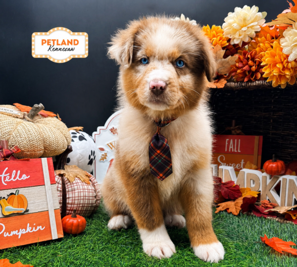 [#261821-05] Red Merle M Australian Shepherd Puppies For Sale