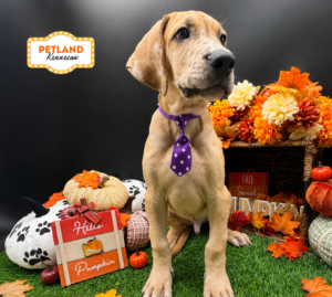 Great Dane – 33272