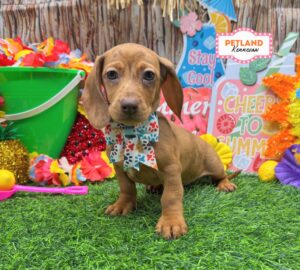 Petland Kennesaw, Georgia Dachshund puppy available