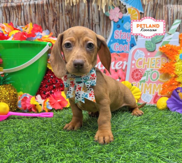[#N06799] Chocolate F Dachshund Puppies For Sale