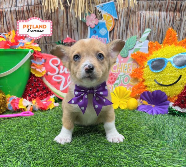 [#N07609] Red and White F Auggie Puppies For Sale