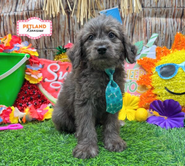 [#261568-05] Blue Merle M Goldendoodle Mini F1b Puppies For Sale