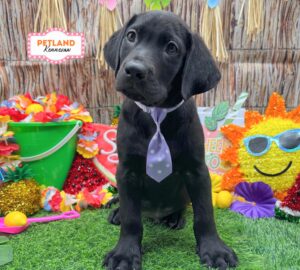 Labrador Retriever – 33216