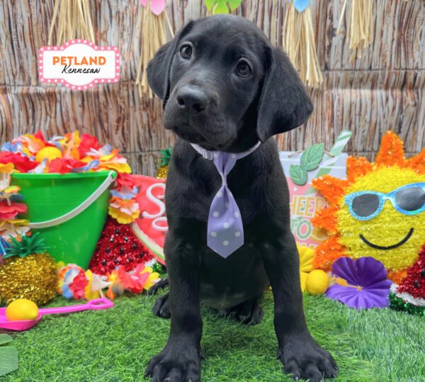 [#N07579] Black M Labrador Retriever Puppies For Sale