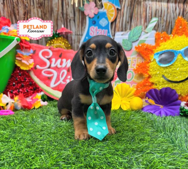 [#261561-02] Black / Tan M Dachshund Puppies For Sale