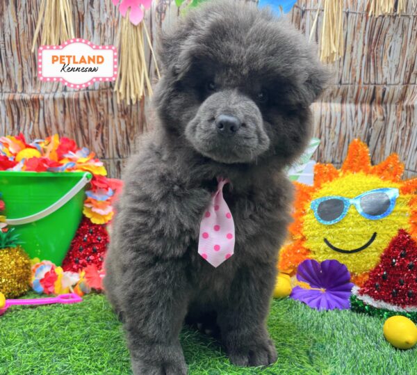 [#262042-01] Blue M Chow Chow Puppies For Sale