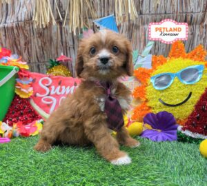 Petland Kennesaw, Georgia Cavalier King Charles Spaniel puppy available