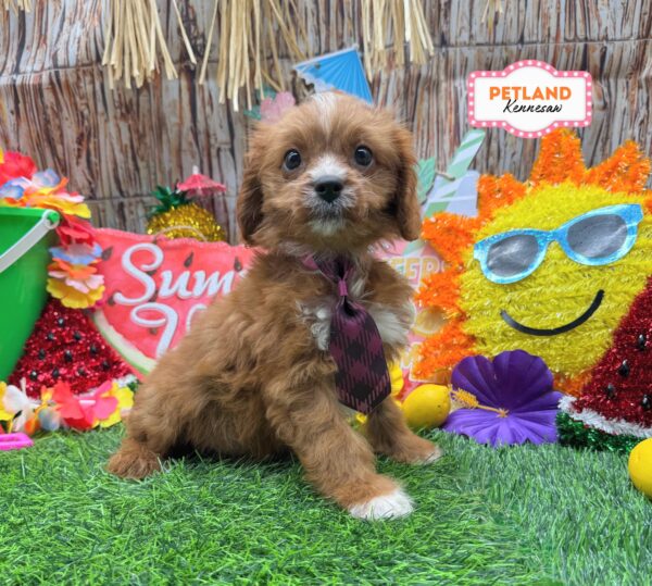 [#N08101] Ruby M Cavalier King Charles Spaniel Puppies For Sale