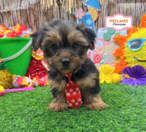 Petland Kennesaw, Georgia Yorkshire Terrier puppy available