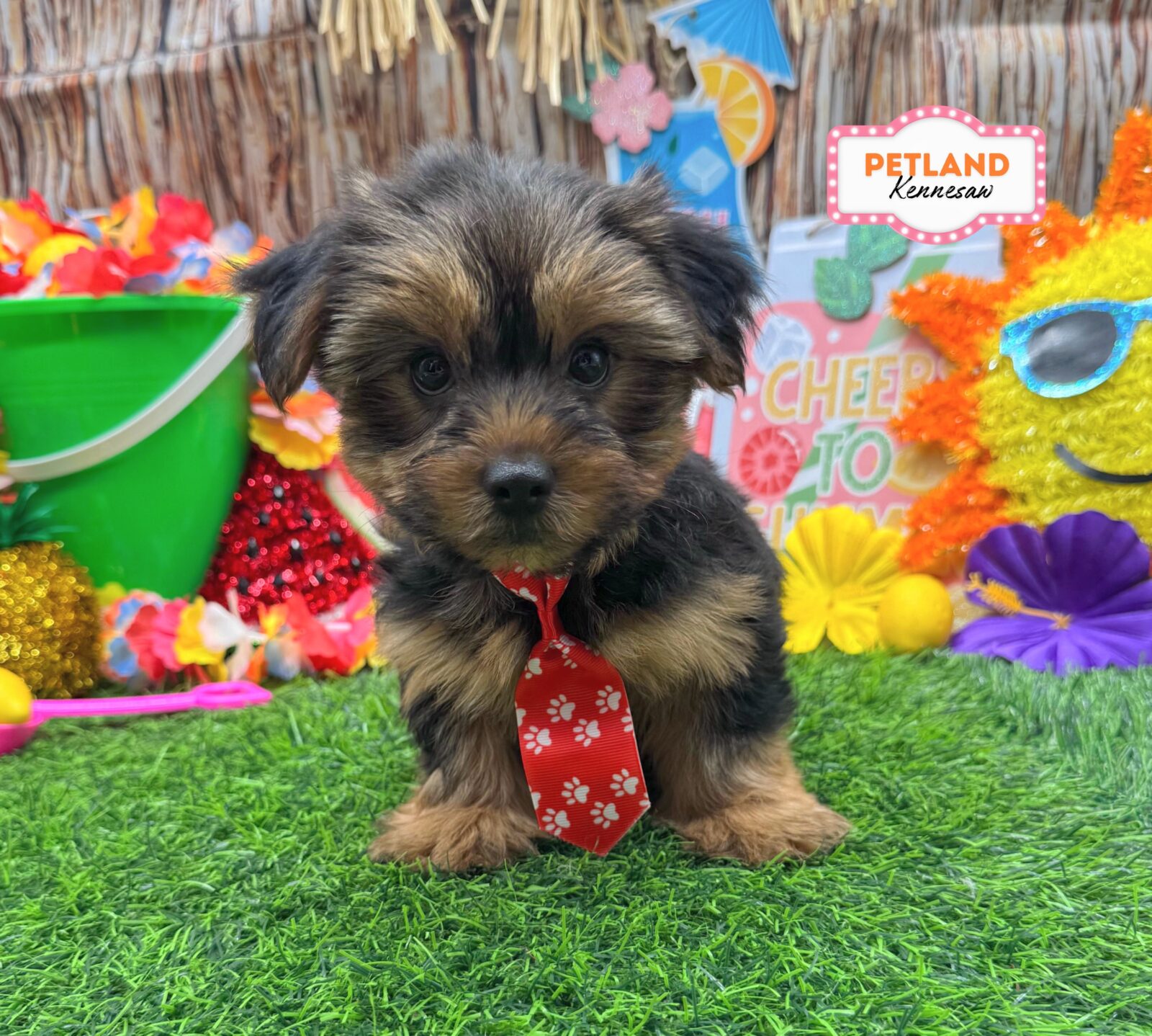 Yorkshire Terrier in Acworth, GA
