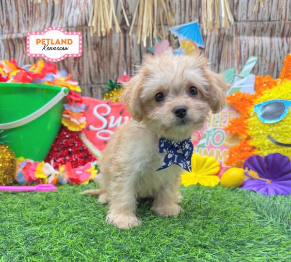 [#261574-04] Apricot F Cavachon Puppies For Sale