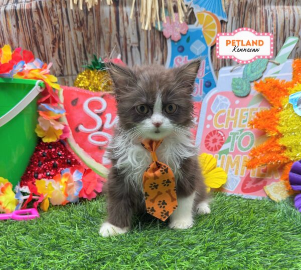 [#N08085] Chocolate M Persian Kittens For Sale