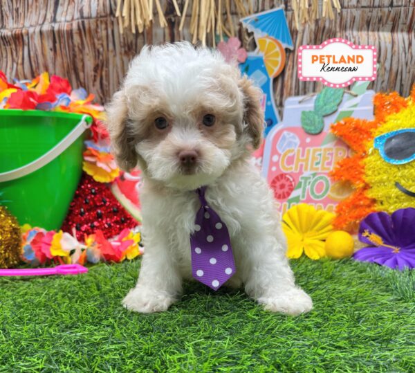 [#261462-02] White M ShihPoo Puppies For Sale