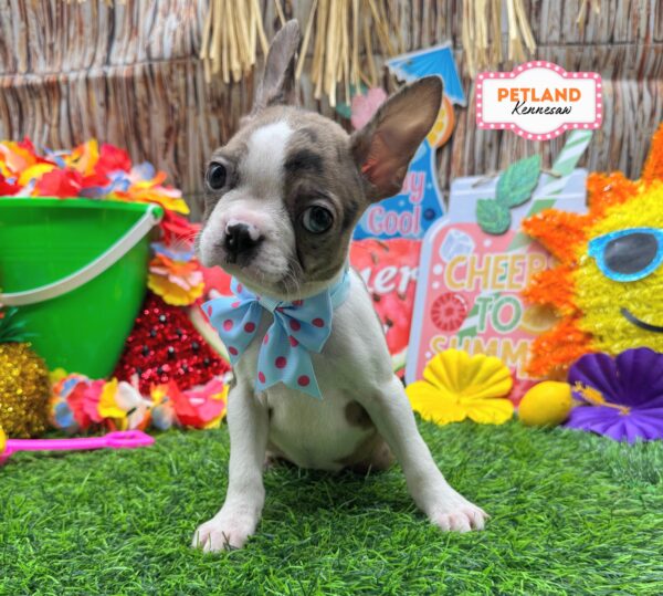 [#261614-06] Blue Merle F Boston Terrier Puppies For Sale