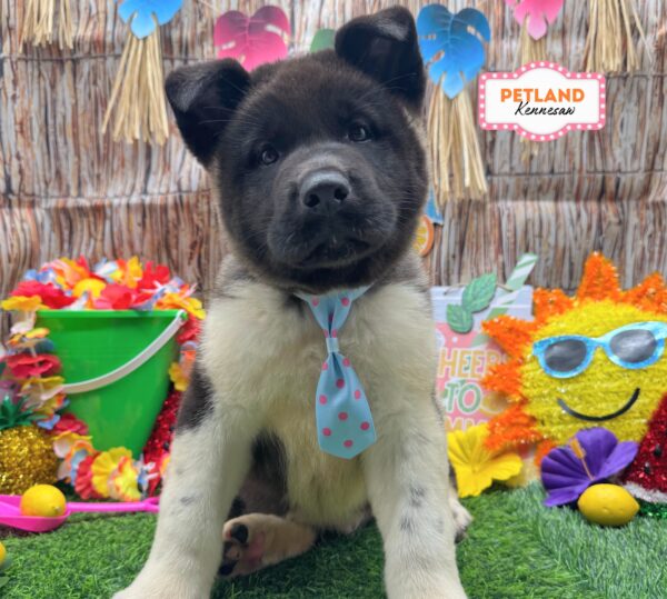 [#26241-03] Black / White M Akita Puppies For Sale