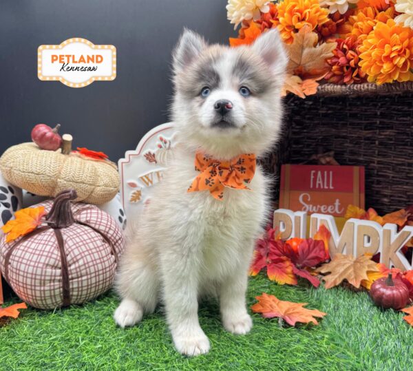 [#261921-02] Blue F Pomsky Puppies For Sale