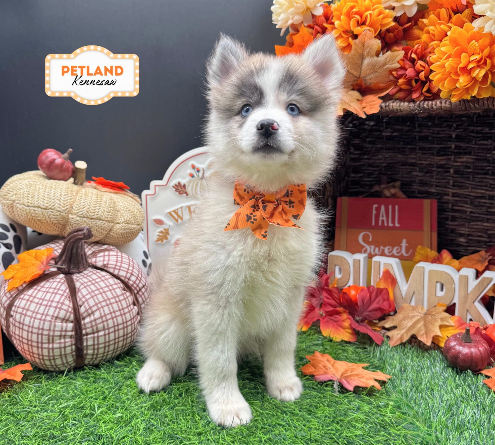 Pomsky in Dallas, GA